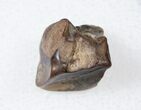 Hadrosaur Dinosaur Tooth - Montana #17653-1